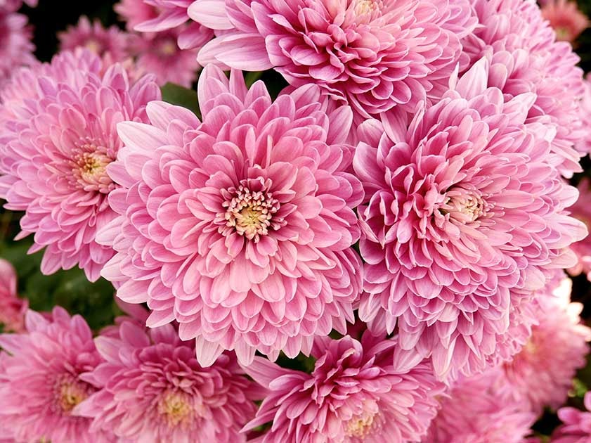 Chrysanten
